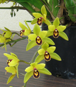 Cymbidium Mad Mouse ‘Harry's Favorite’